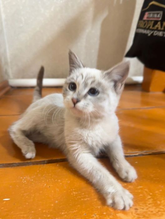 Сиамский котёнок в добрые руки