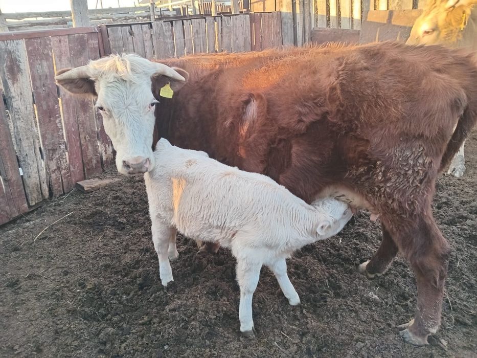 Продам КРС , находятся в Раздольном