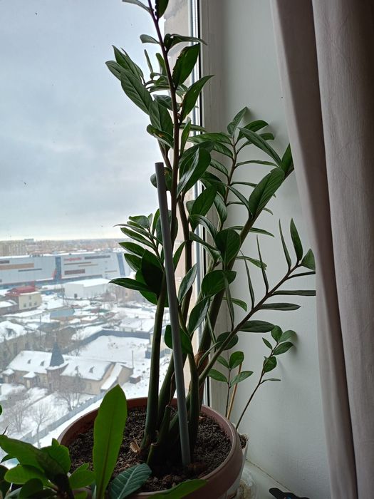 Үйдің гүлі сатылады