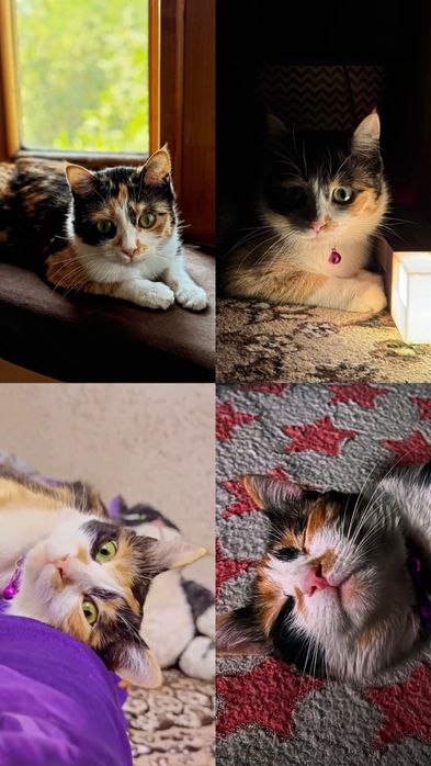Пропала кошка!!!