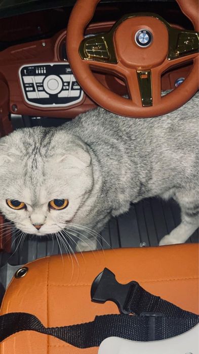 Шотландская-вислоухая кошка