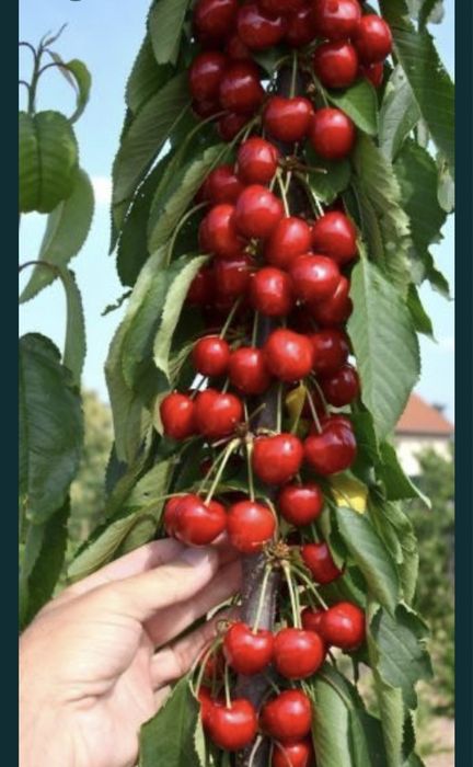 Pomi columnari diferite soiuri si fructe