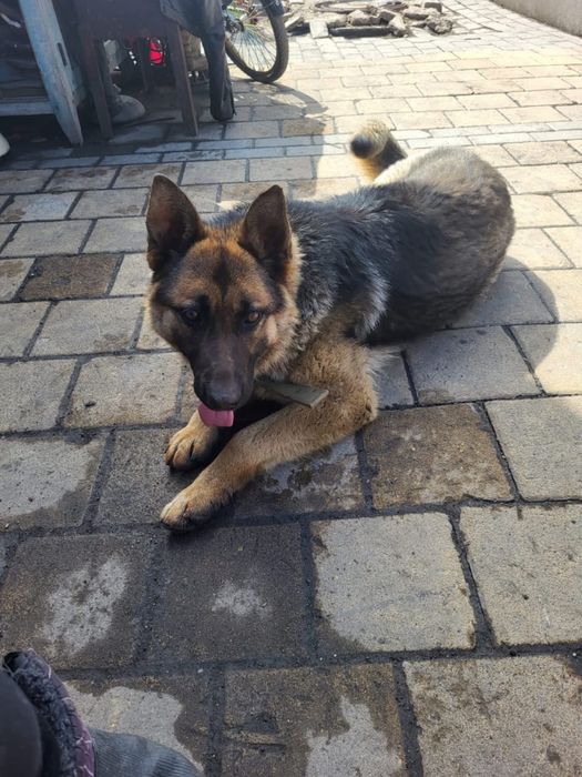 Продам породестых щенков