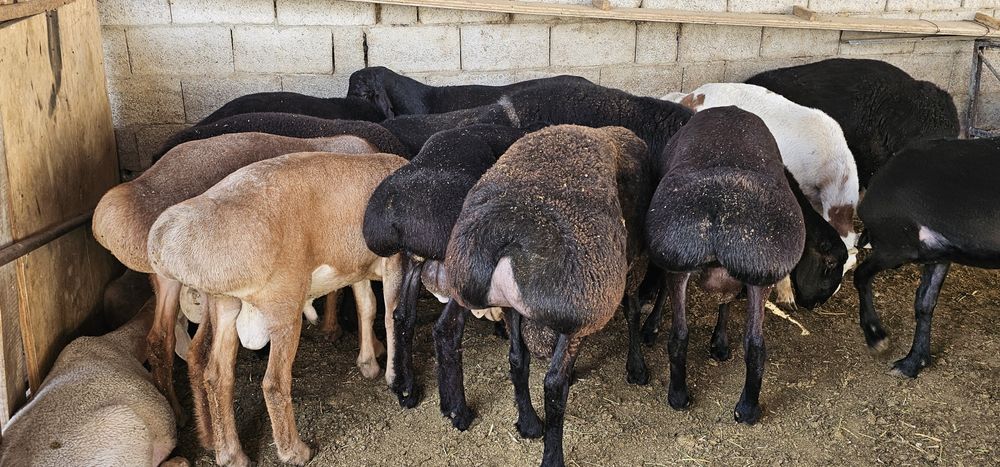 Кучкорлар Сотилади