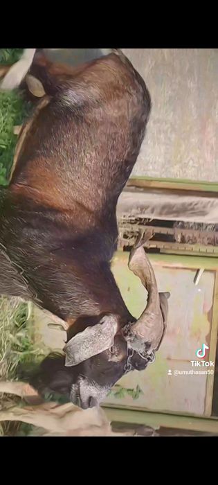 Пръч голям и кротък