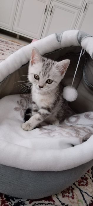Кошка шотландская шиншила
