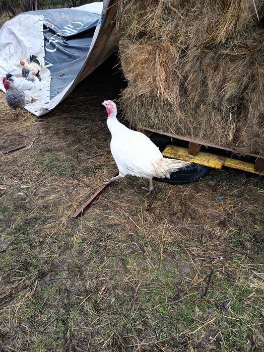 Curcani rasa de carne