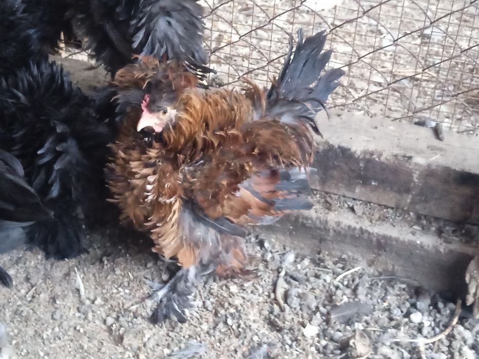 Продажа петушков карликовых