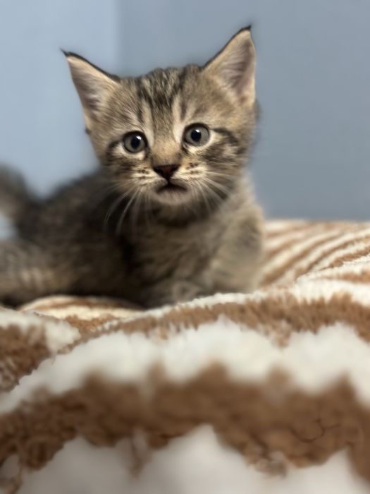 котята шотландцы