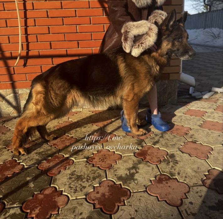 Вязка Немецкая Овчарка Шоу класс