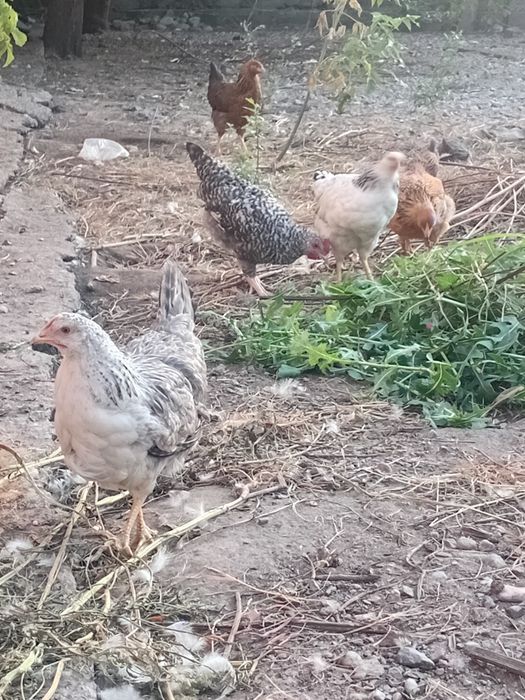Продам цыплят и курей