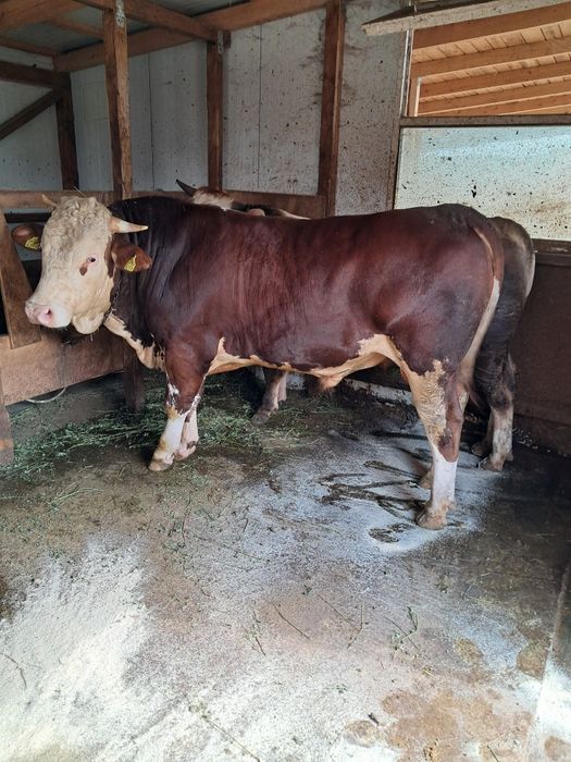 taur baltat cu varsta de 16 luni