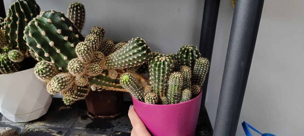 Кактуси, различни видове