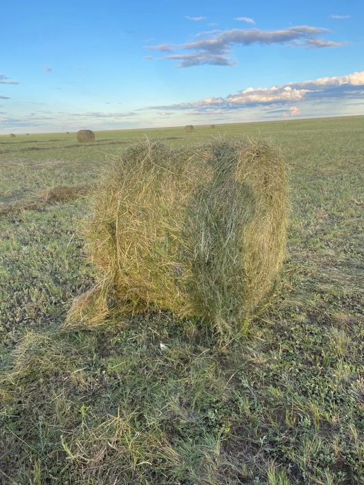 Продам Сено в рулонах