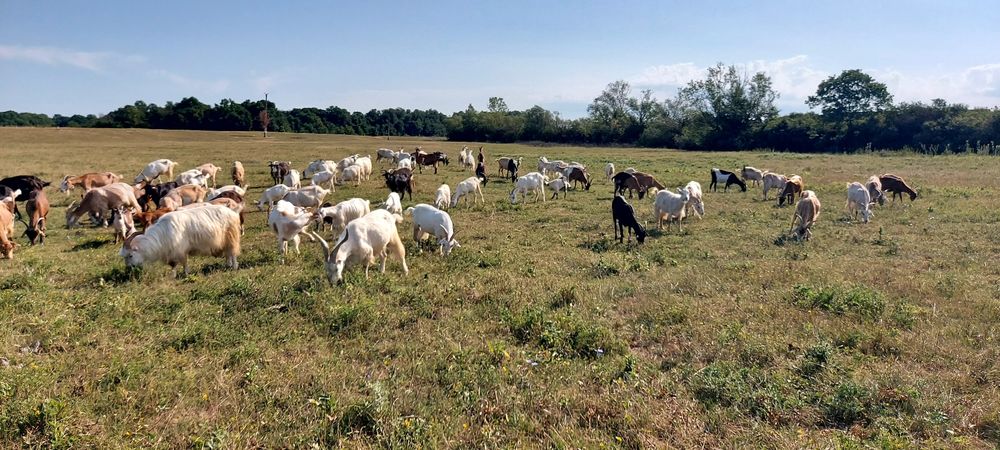 Metis de alpina franceza și saanen