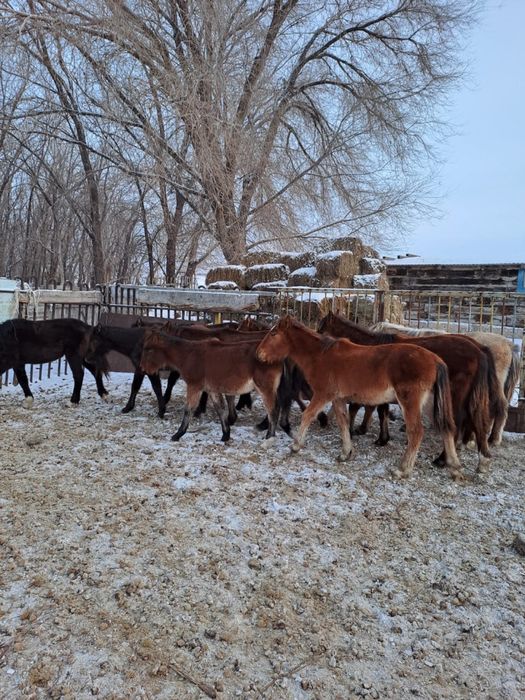 Жабағылар сатылады