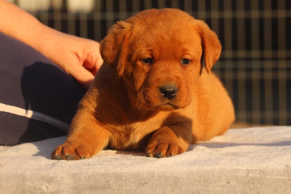 labrador pui foxred cu pedigree