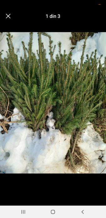 Puieți pentru gard viu si plantarea