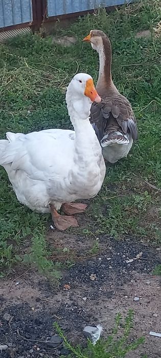 Гусак холмогорские