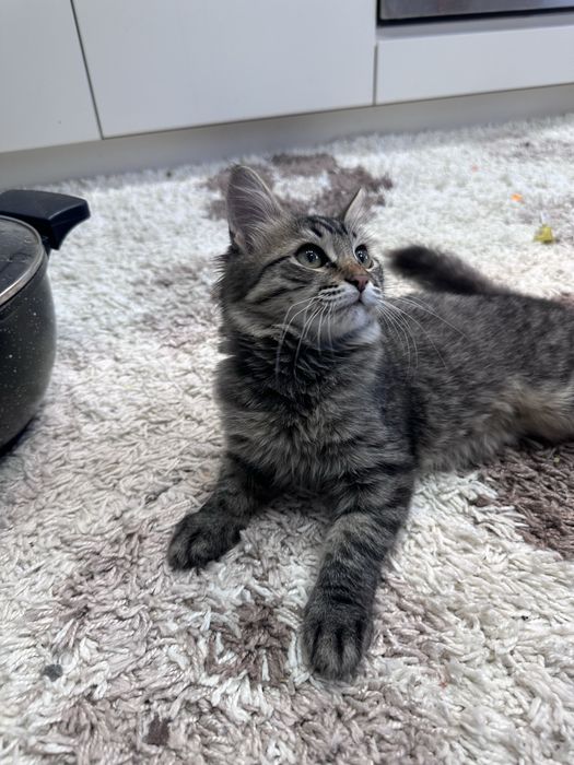 Отдам котенка в добрые руки