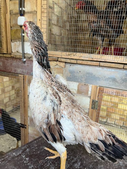 Dakan tovuq sotiladi