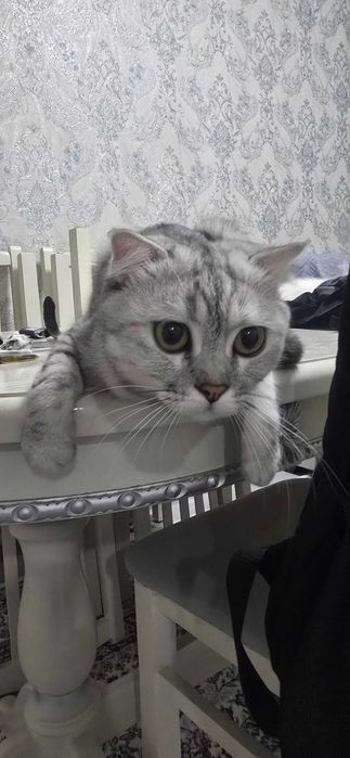 Кошки, Скотиш фолд