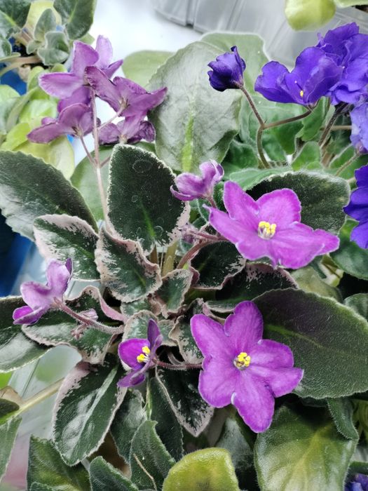 Цветущие взрослые фиалки