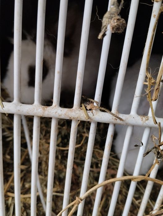 Кролики декаративные