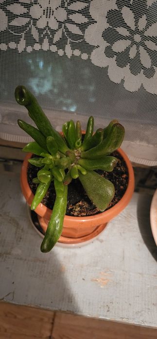 Комнатный цветок