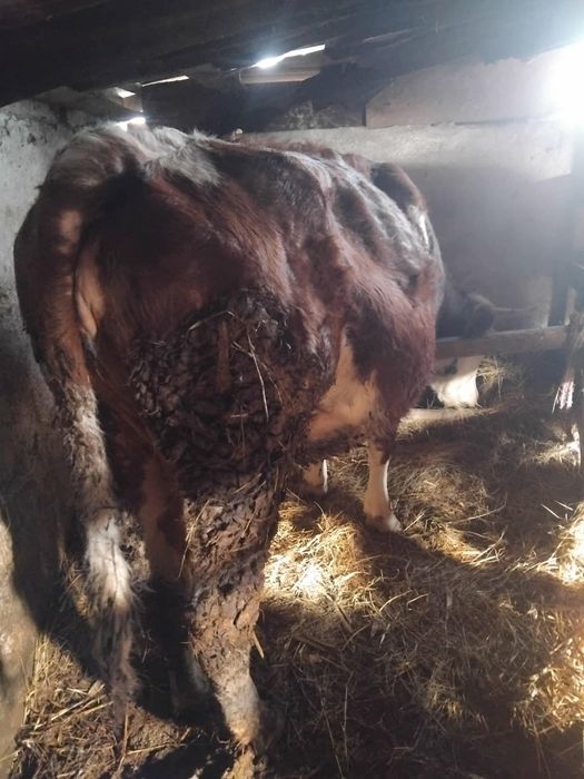 Vaca gestantă de 2 luni