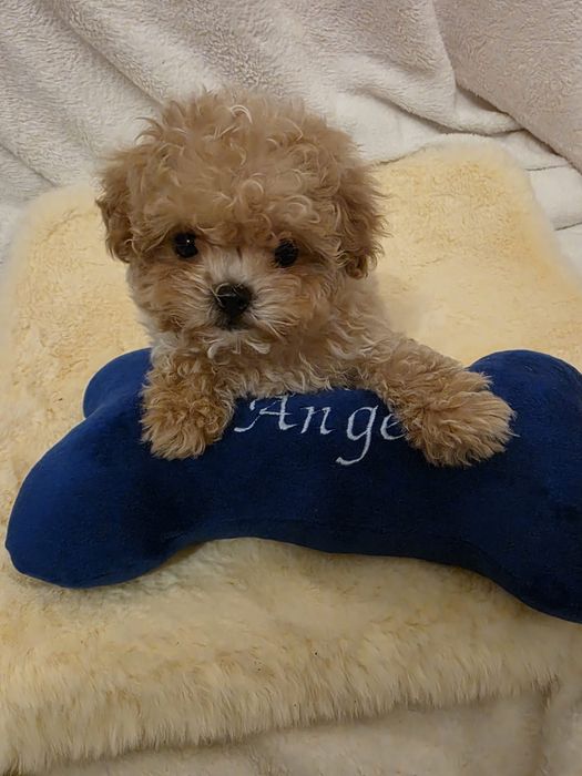 Maltipoo băiețel disponibil