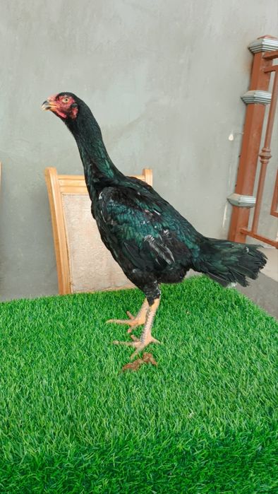 Dakan tovuq sotiladi