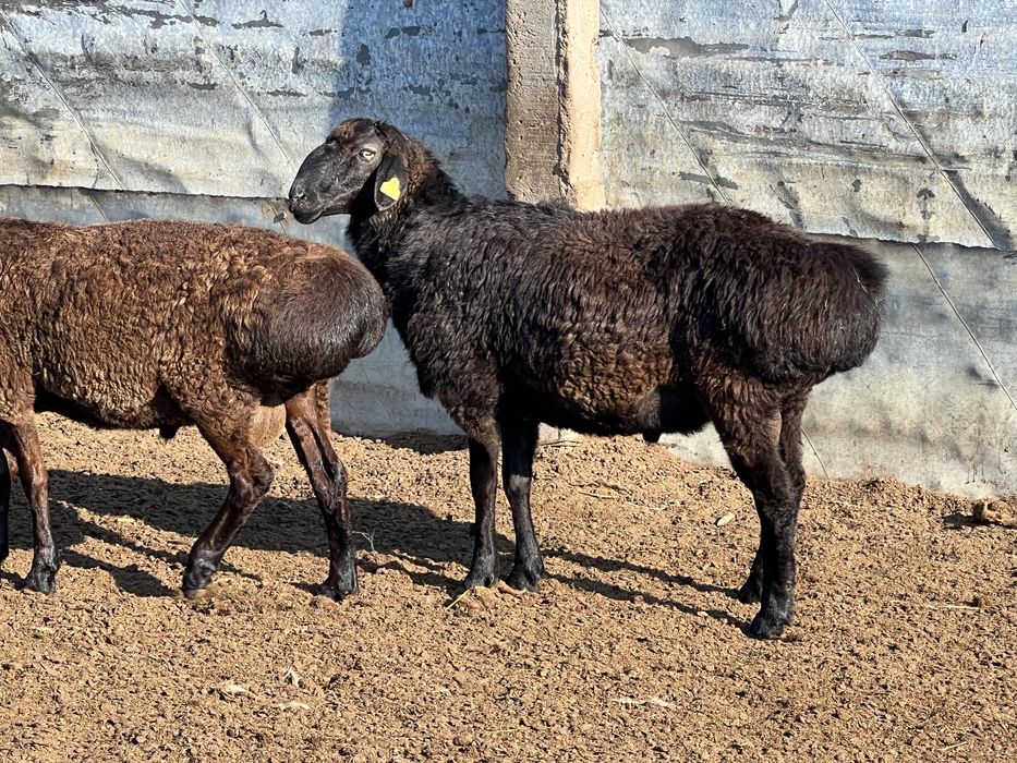 Кошкар қошқар плем