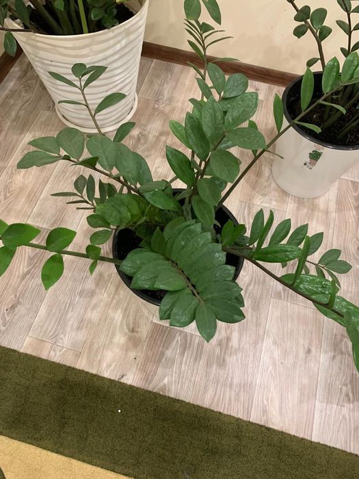 Долларовое дерево