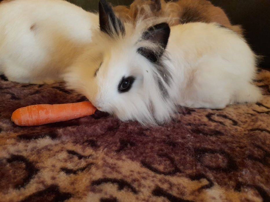 Iepuri pitici cap de leu