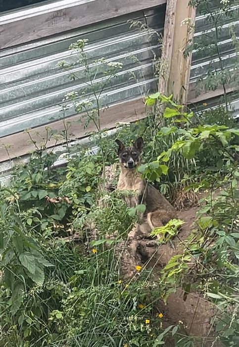 Собака в добрые руки