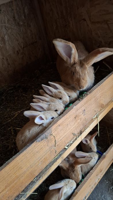 Urias german gri , gri fier , negru ,galben, cincila