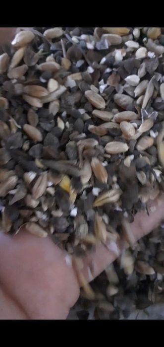 Отходы зерноотходы гороховый