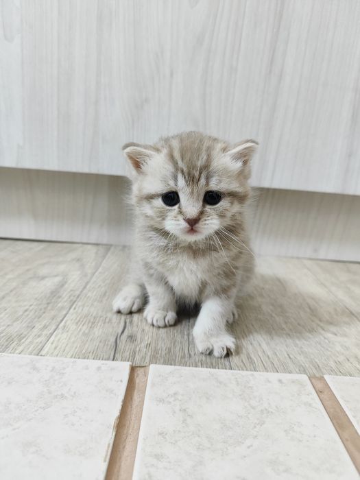Шотландские котята