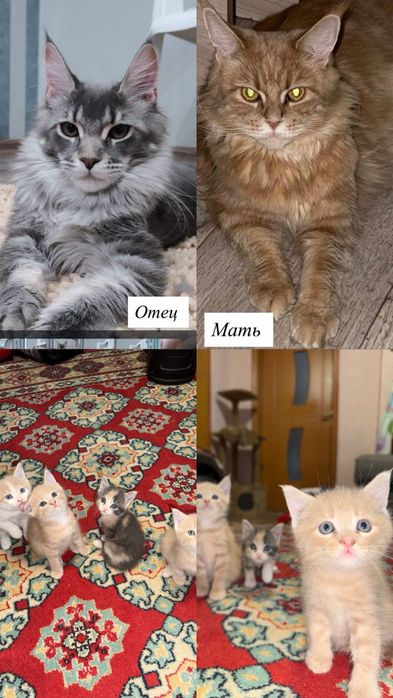 Продам котят Мейнкунов