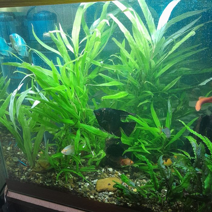 Аквариум, рыбки,растения.