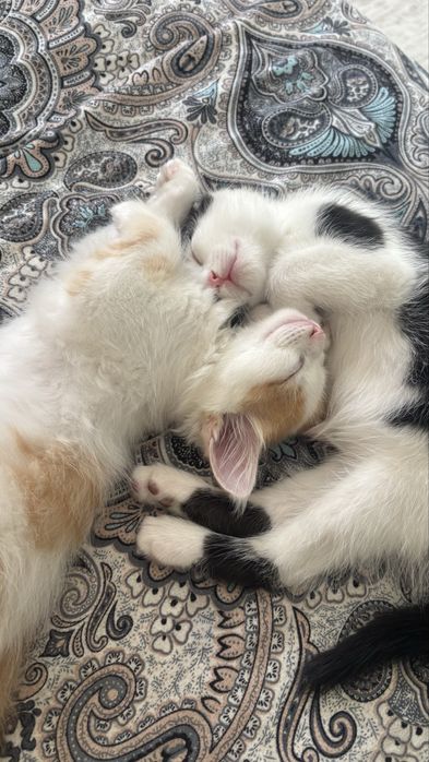 2 кошки,желтый и черная