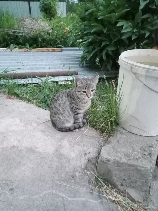 Отдадим бесплатно 4 котят