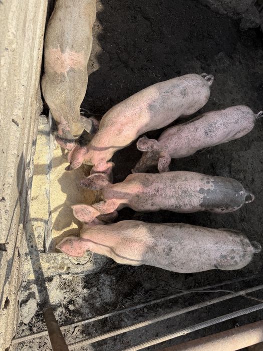 Animale de vanzare