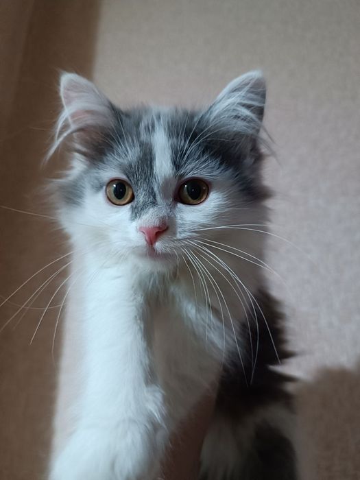 Плюшевая кошечка