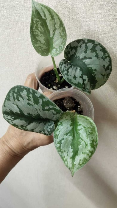 Сциндапсус  Энджой, Треби