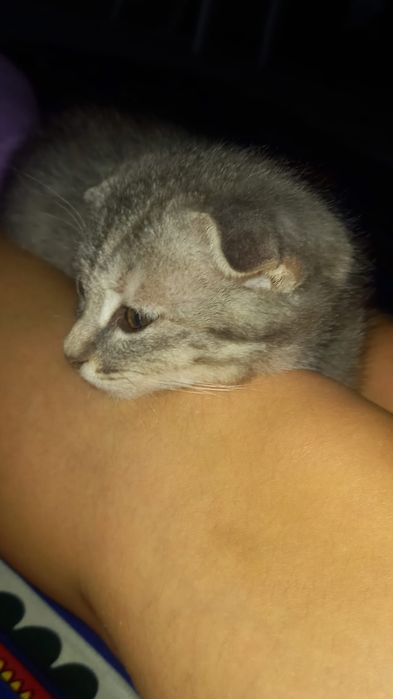 Продам кошечку вислоухую