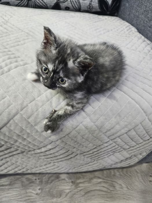 Отдам котят в добрые руки !
