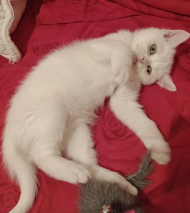 Pisicuta British Shorthair White