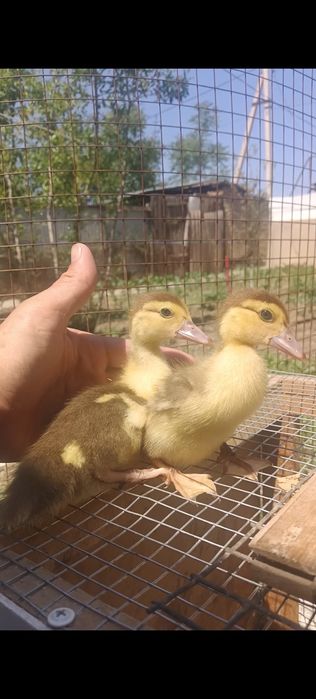 Индаутята 2х недельные